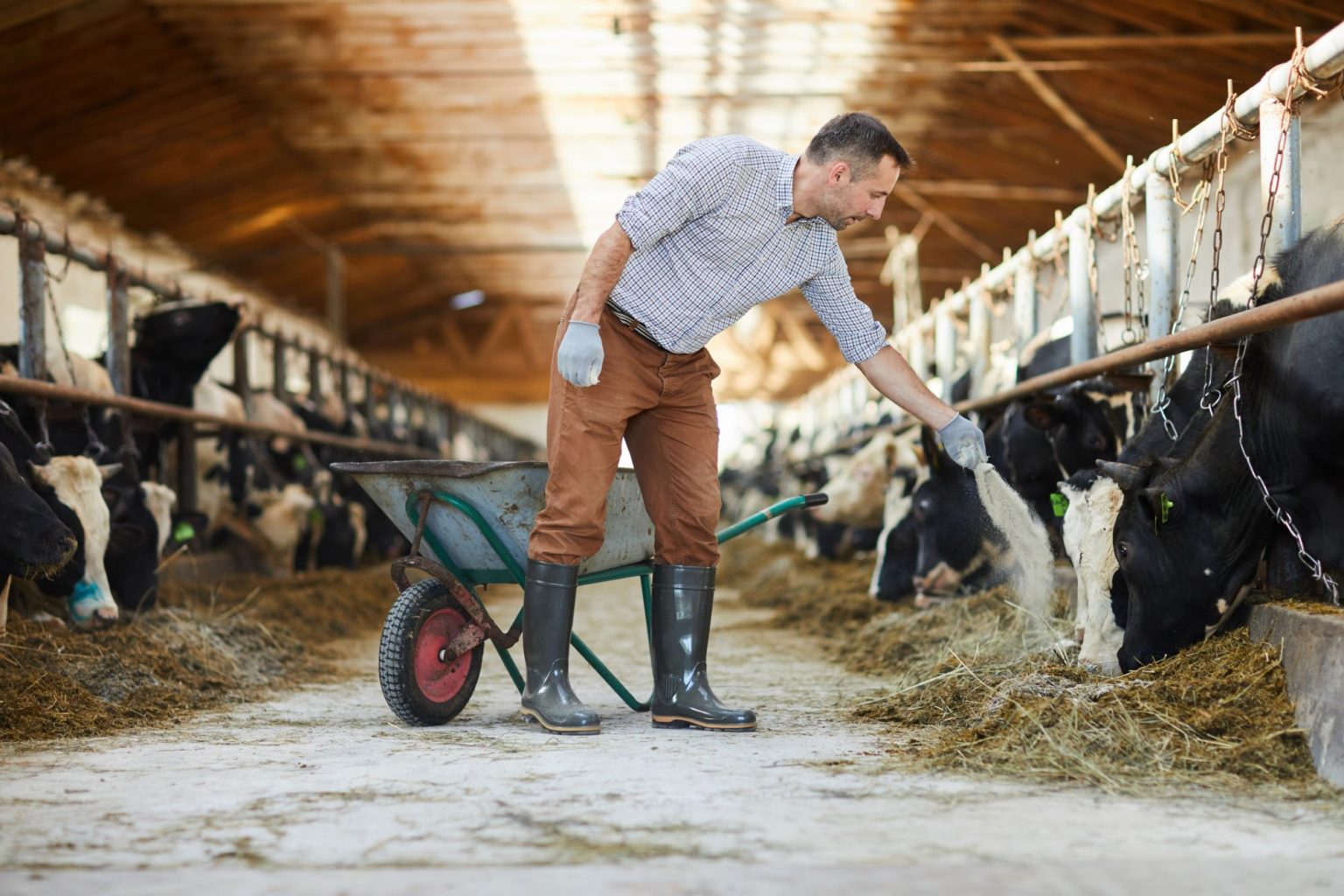 health-is-wealth-for-farm-animals-desert-flower-realty