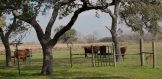 28-49-acres-for-sale-beeville-exterior